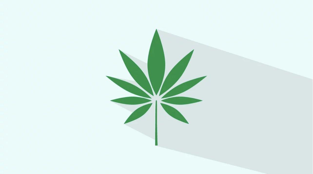 HEMP VS. MARIJUANA: WHAT ARE THE DIFFERENCES BETWEEN THESE CANNABIS PLANTS? - Official Farmacy